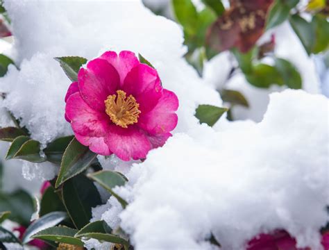Best Winter Gardening Plants For Cold Climates
