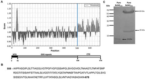Nasal Immunization with the C-Terminal Domain of Bcla3 Induced Specific ...