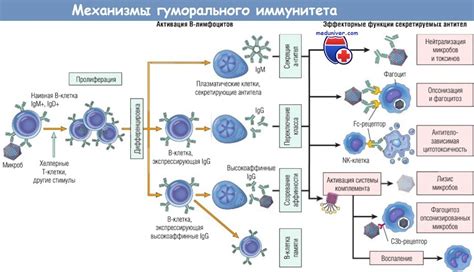 Механизмы гуморального иммунитета