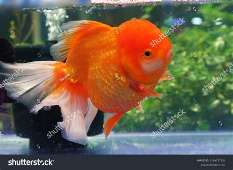 3,418 imágenes de Giant tanks - Imágenes, fotos y vectores de stock ...