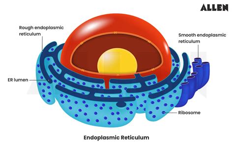 CBSE Notes for Class 9 Science Chapter 5 – Fundamental Unit of Life