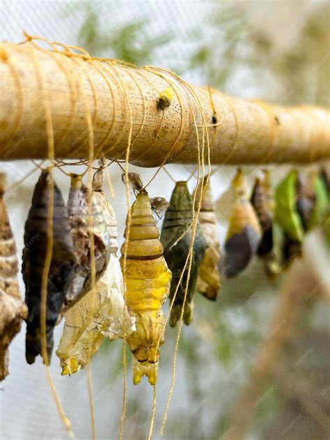 Premium Photo | Closeup of multiple butterfly chrysalises during ...