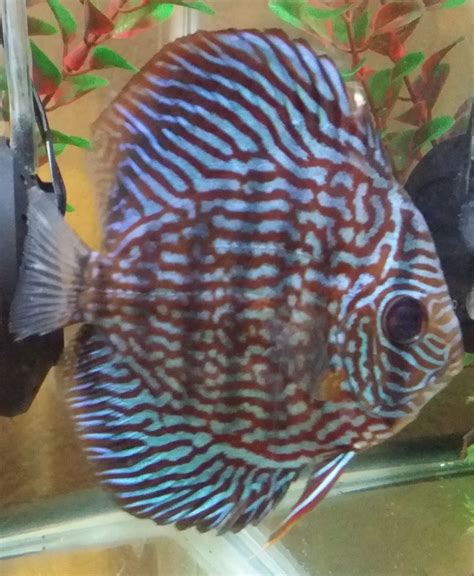 Image result for Turquoise Discus Fish