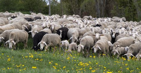 FOUR PAWS at UN Climate Meeting: Factory Farming at the Root of Soil ...