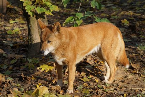 This lovely adult dingo at the Dingo Discovery and Research Centre ...