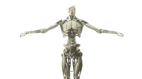 Robot Machine Body 的图像结果