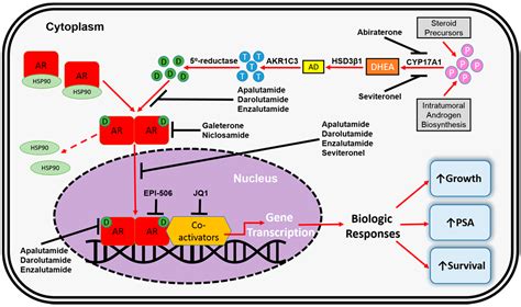 Androgen Receptor-Dependent and -Independent Mechanisms Involved in Prostate Cancer Therapy ...