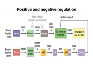 Image result for Positive Und Negative Regulation Lac Operon Chart
