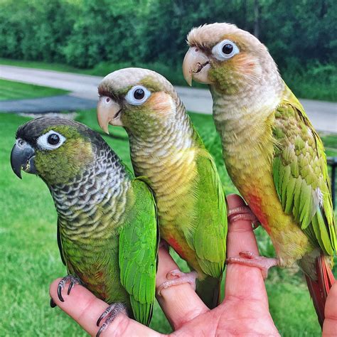 Green Cheek Conure Breeding at Pamela Cerda blog