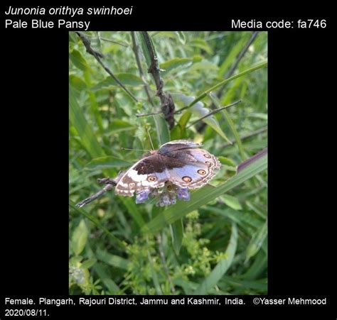 Junonia orithya | Butterfly
