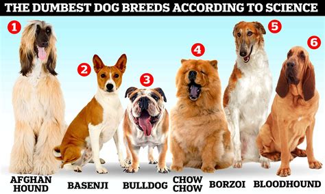Dog Intelligence Ranking