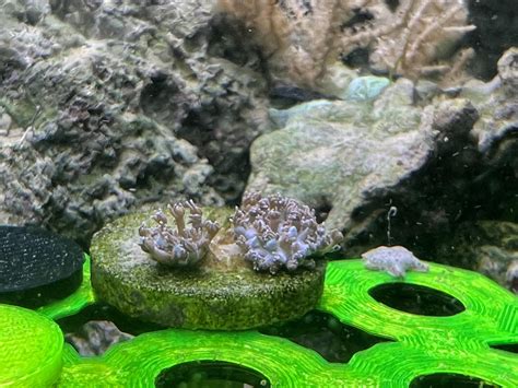 Pulsing Xenia has been closed up for a few days, everything else in the tank is happy. Thoughts ...