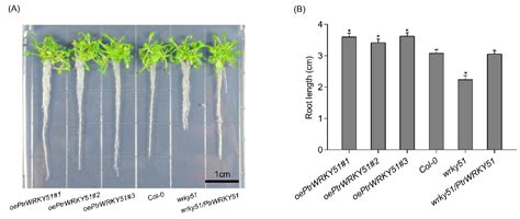 Overexpression of the Poplar WRKY51 Transcription Factor Enhances Salt ...