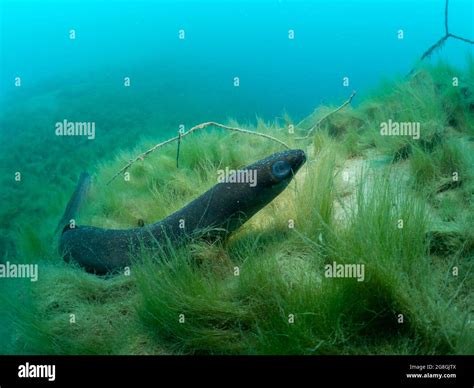 Freshwater eel hi-res stock photography and images - Alamy
