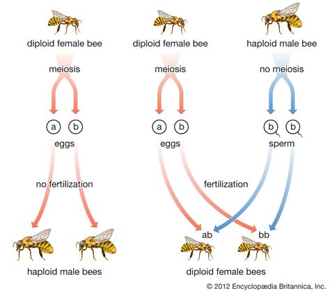 Hymenoptera - Larvae, Metamorphosis, Sociality | Britannica