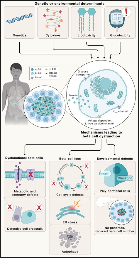 Diabetes mellitus—Progress and opportunities in the evolving epidemic: Cell