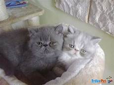 gatti persiani in vendita dolcissimi cuccioli e persiani in vendita a borgo gatti persiani in vendita dolcissimi cuccioli e persiani in vendita a borgo