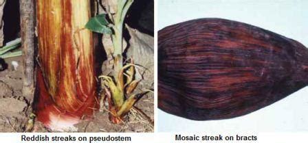 Banana: Diseases and Symptoms | Vikaspedia - English - Agriculture