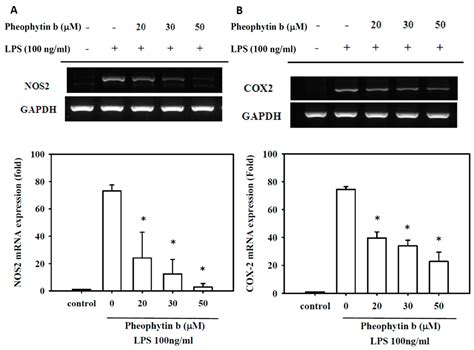 Lipopolysaccharide-Induced Nitric Oxide, Prostaglandin E2, and Cytokine ...