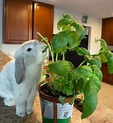 Image result for 10 Bunnies Clip