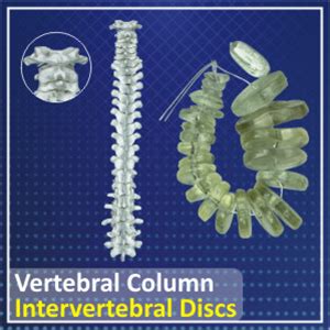 ZX TeachingNest Human Skeleton Disarticulated with Intervertebral Discs ...