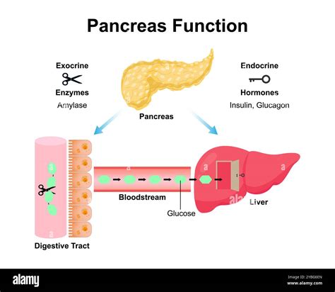 Amylase structure hi-res stock photography and images - Alamy