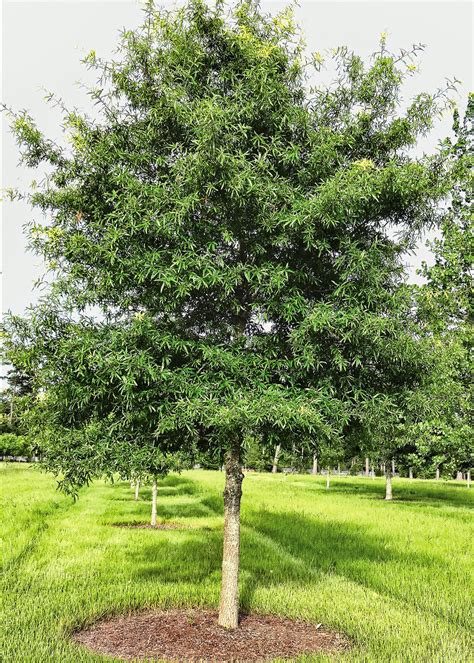 Willow oak - Deciduous shade tree