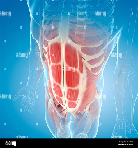 Abdominal Muscle High Resolution Stock Photography and Images - Alamy
