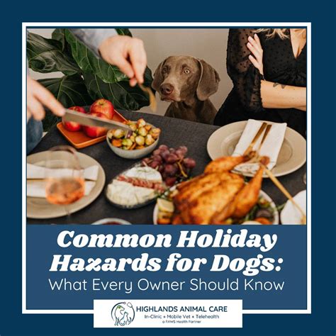 Common Holiday Hazards for Dogs: | PAWS Health Partners