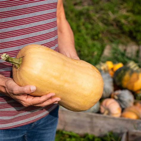 Growing Butternut Pumpkins - Care Tips, Harvesting, & Storage