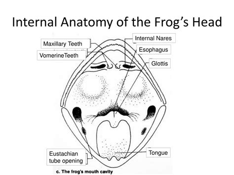 PPT - Frog Dissection: Learn Anatomy with Tools and Terminology ...