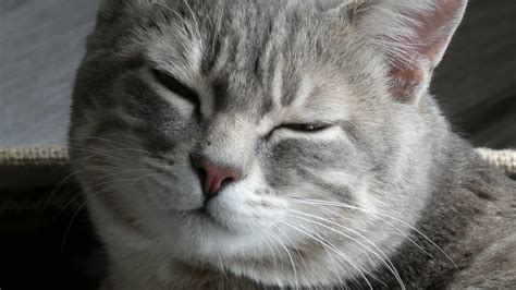 Sleepy Cat Free Stock Photo - Public Domain Pictures