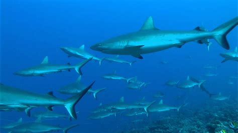 Grey Reef Sharks in Coral Reef Ecosystems | Britannica