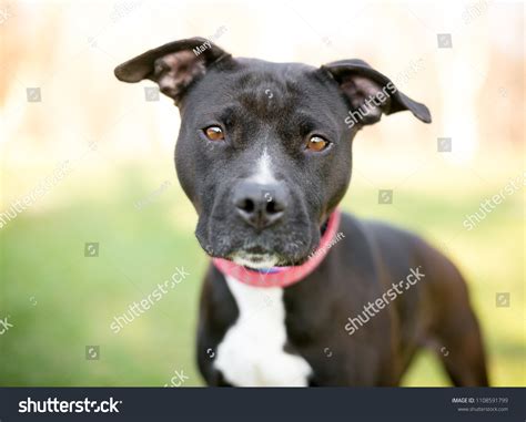 Terrier Pitbull Mix Black