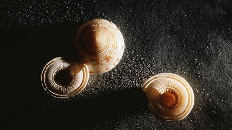 Wallpaper shell, shape, spiral, shadow hd, picture, image