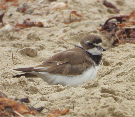 eBird Checklist - 9 Aug 2025 - Coal Oil Point Reserve--Devereux Slough ...