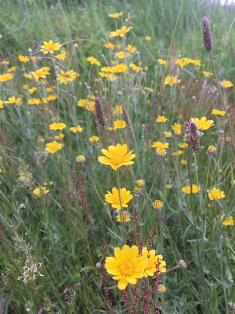 Oregon Sunshine (Eriophyllum lanatum) — Friends of Silver Falls