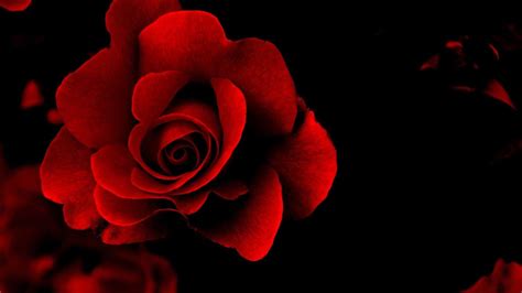 Black and Red Flower Wallpapers - Top Free Black and Red Flower ...
