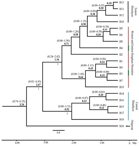 Genetic Variation in Gaultheria nummularioides (Ericaceae: Gaultherieae ...