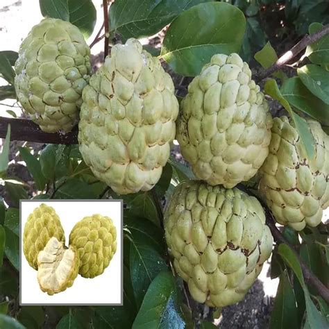 Ixora Farming Super Golden Custard Apple Grafted Fruit Plant (1.5-3 ...