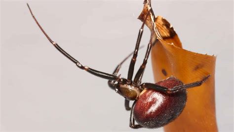 17 Most Common SPIDERS in Arizona! (ID Guide) - Bird Watching HQ