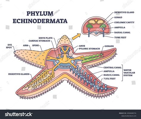 Echinoderm Anatomy