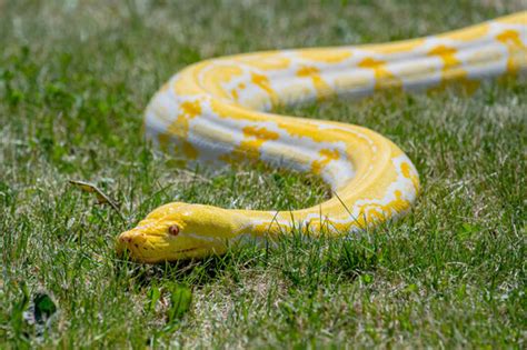 Image result for Python Snake Yellow and White