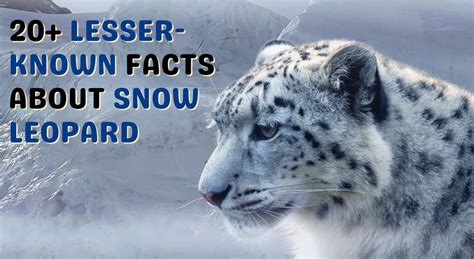 20+ Lesser-Known Facts About Snow Leopard | International Snow Leopard ...