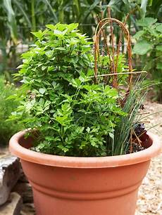 Herb Container Garden by 35 Herb Container Gardens Pots Planters Saturday Herb Container Garden