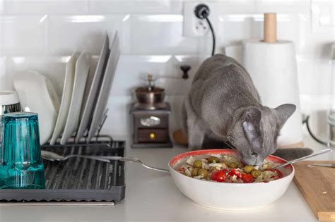 Can Cats Eat Olives? Pros & Cons + 3 Best Recipes Included!
