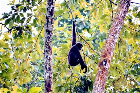 Hollock Gibbon(Hollock hoolock) at Dehing Patkai Wildlife Sanctuary ...