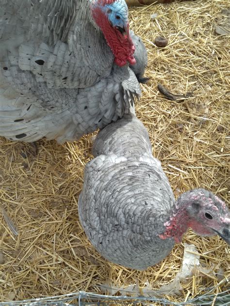 Blue Slate Turkey - Koops Coops
