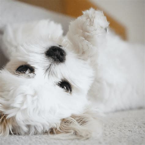 What Is The Ideal Weight For A Maltese Dog