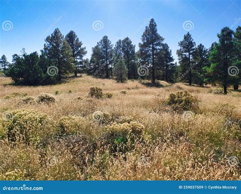 Tom Moody Extended Loop Trail in Flagstaff, Arizona Stock Image - Image ...